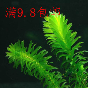蜈蚣草 水蕴草 水族箱造景新手水草无需co2