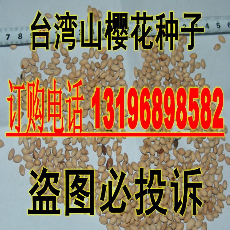 供应优质林木种子台湾山樱花种子园林绿化种子  包邮