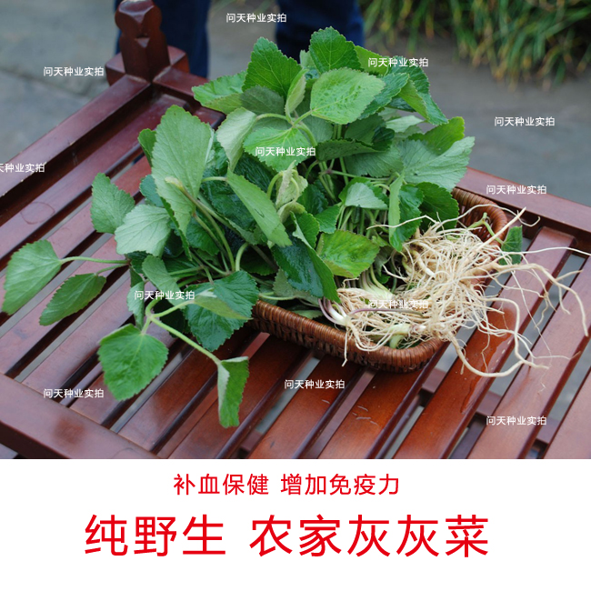 农家灰灰菜种子问天种业自产 野菜种子补血补钙 蔬菜种子