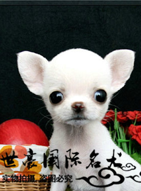 双血统纯种活体出售吉娃娃幼犬