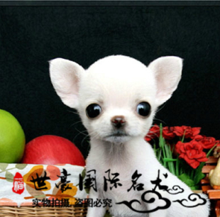双血统赛级纯种吉娃娃幼犬茶杯犬袖珍犬玩赏犬活体出售宠物狗狗