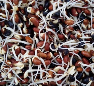 西北甘肃特产 庆阳农家豆芽菜豆褐色豆500克特价促销五谷杂粮食品