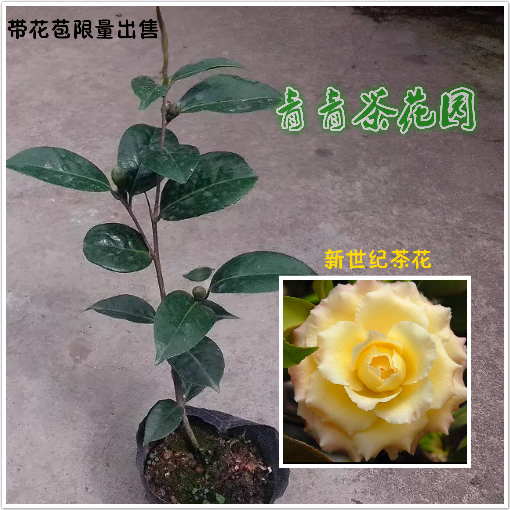 新世纪茶花苗带花苞黄色花二至三年苗阳台庭院花卉盆栽热卖包邮