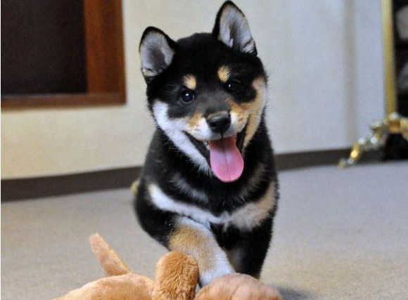 精品双血统日本柴犬幼犬纯种黑色宠物狗狗驱虫疫苗全大饼脸神烦狗