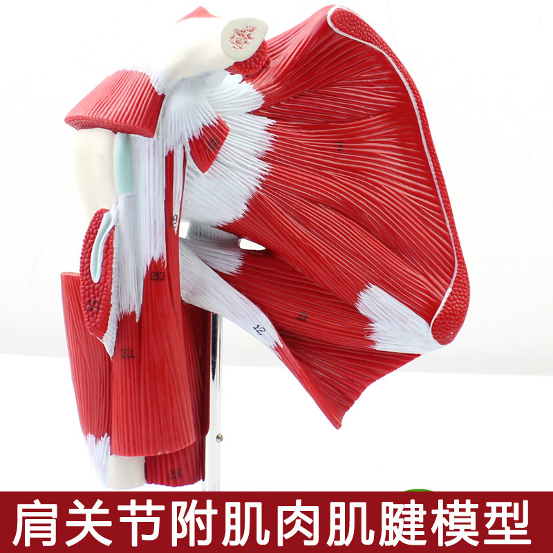 enovo颐诺 医学 肩关节 肌肉 模型 附肌肉 肌腱 人体 解剖 模型