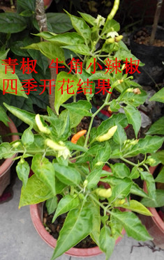 货到死苗免费补发辣椒绿植盆栽 四季开花结果 小米椒绿植盆栽
