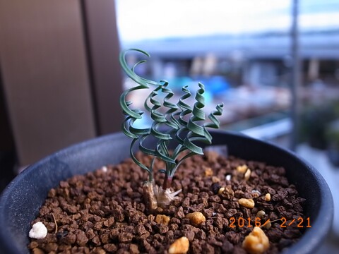 gethyllis cf linearis  g属弹簧草 蚊香弹簧草 南非珍稀球跟