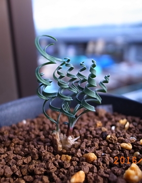 Gethyllis cf linearis  G属弹簧草 蚊香弹簧草 南非珍稀球跟