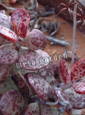 草莓蛋糕水泡多肉 叶片 叶插苗 进口 景天 多肉 肉肉 一物一拍