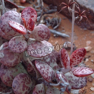 草莓蛋糕水泡多肉 叶片 叶插苗 进口 景天 多肉 肉肉 一物一拍