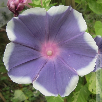 银履轮　朝颜　大花盆栽  秋收新鲜 爬藤 喇叭花 种子