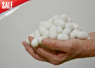 桑蚕茧农家天然干蚕茧中药材无硫带蛹单双宫蚕茧手工蚕丝被原料