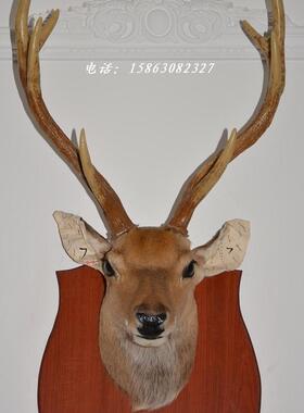 标本咖啡厅样板间欧式风会所墙饰