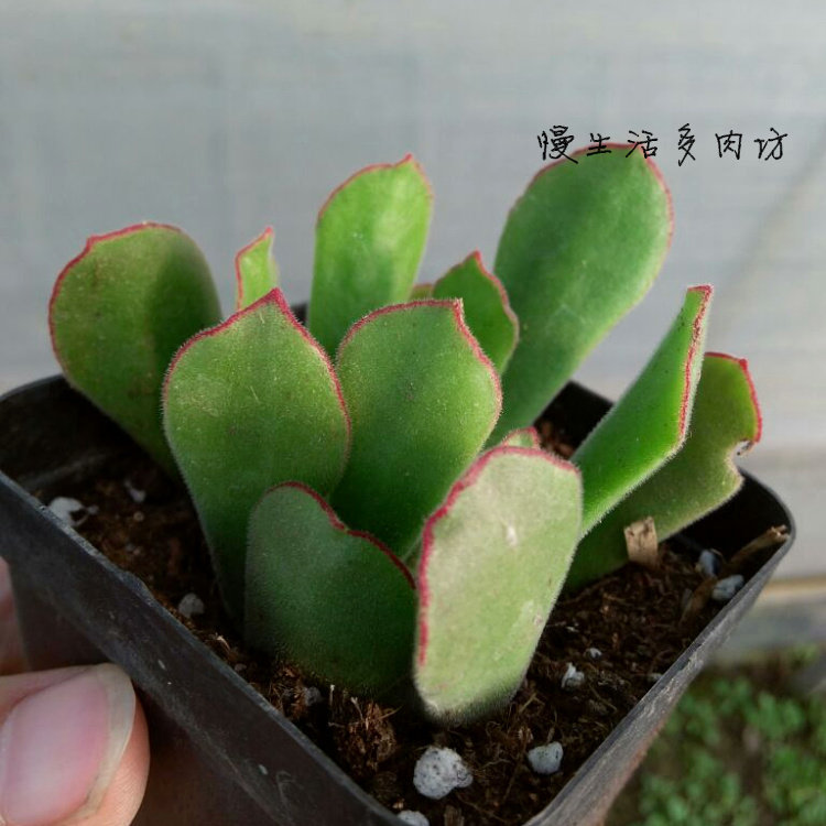 慢生活多肉多浆植物 大棚基地 熊童花月舞娘喜娘红边有根