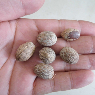 小菩提子血丝菩提保真高密 蜜瓜菩提稀有原料果手链手串念珠108