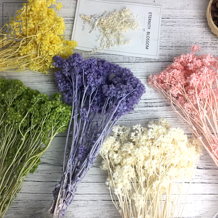 花紀永生花盒diy保鮮花粉色白色紫色綠色毛絨絨の進口雪絨花