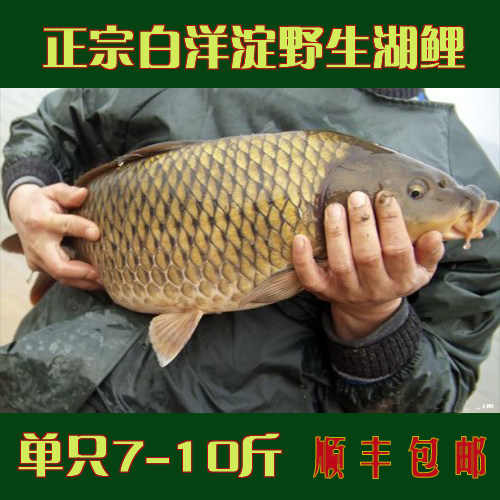 正宗白洋淀野生湖鲤 金鳞大鲤鱼   华北明珠上的瑰宝  顺丰包邮