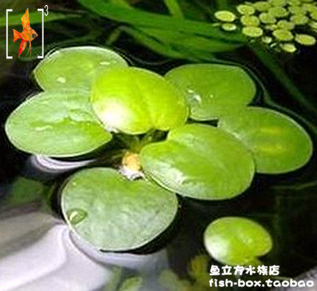 圆叶萍圆叶圆心浮萍 鱼缸箱除油膜圆心萍水草 同心萍 吸收no3