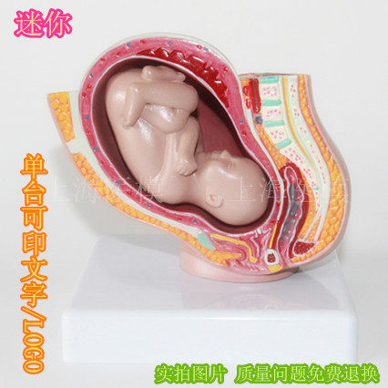 女性盆腔附足月胎儿模型 妊娠发育9个月胚胎模型 子宫计生模型