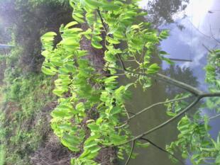 黄 的檀红豆树树苗 花的榈木 福建三明清流 相思豆 花卉苗木植