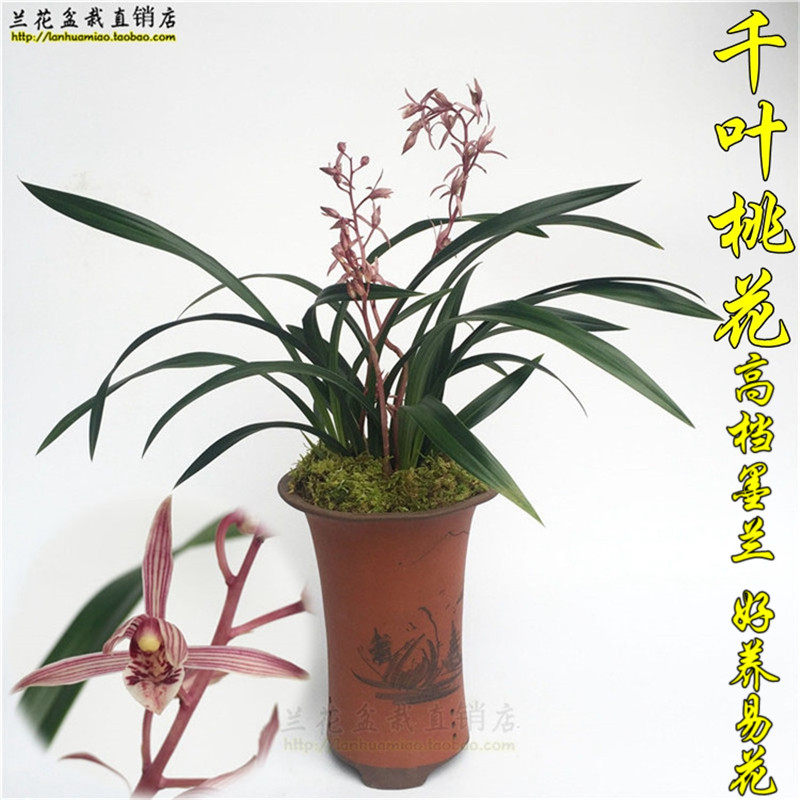 墨兰名品 千叶桃花冬带浓香花苞出售 好养兰花苗室内花卉绿植盆栽