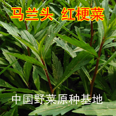 现挖红梗马兰头田边菊可种植种苗