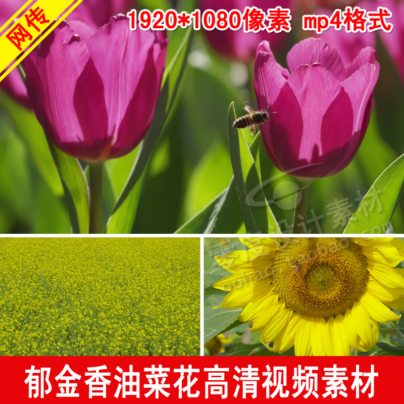 春天鲜花昆虫蜜蜂 油菜花郁金香自然风光风景  高清实拍视频素材