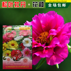 多年生松叶牡丹种子别墅庭院阳台花种子花籽四季易种植物
