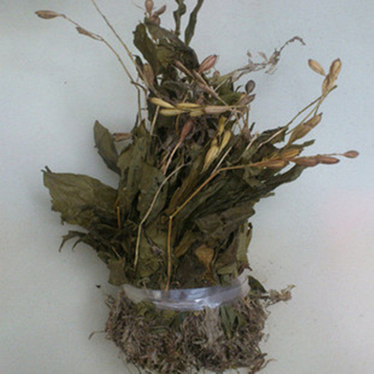 见血清粉新鲜干带根见血青倒提岩芋毛慈姑矮胖儿500g包邮品