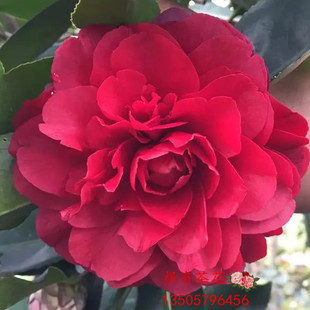 【金碧辉煌】黑红色茶花 又名黑赤丹 盆栽茶花 根有茶花基地直销