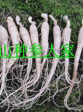 东北特产新鲜人参长白山人参苗盆栽西洋参苗 买5送1带资料