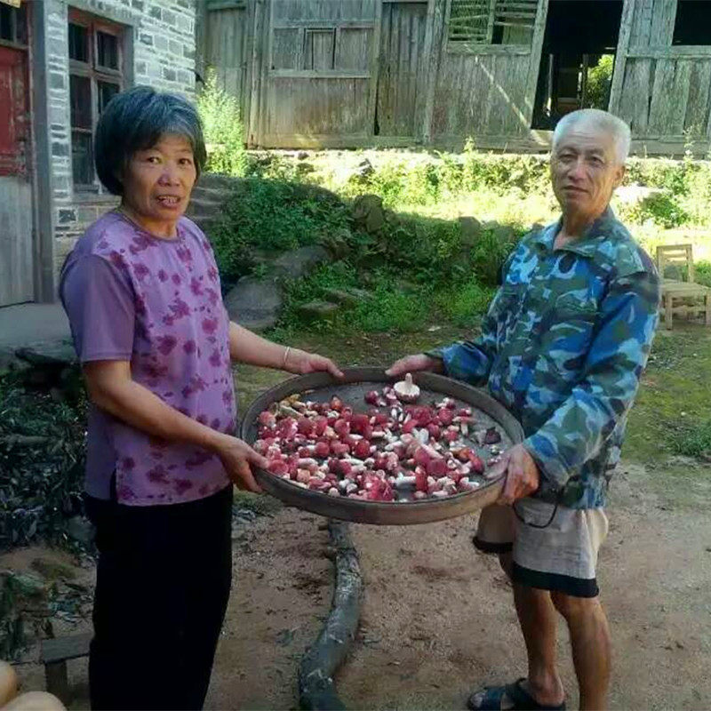 红菇野生福建三明红蘑菇干货农家自采250克
