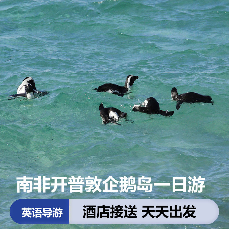 南非 开普敦半岛和开普角一日游(豪特湾 克尔斯滕伯斯植物园)