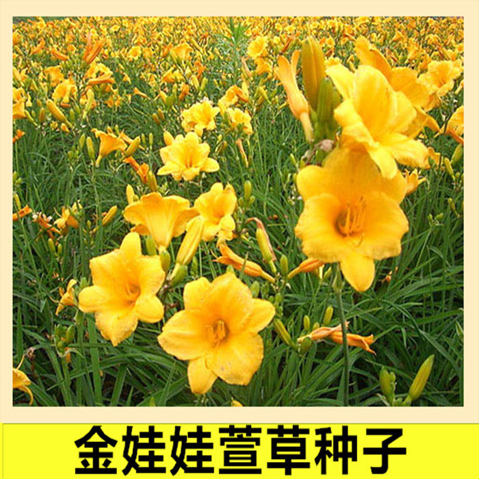 金娃娃萱草种子大花萱草种子多年生植物种子景观绿化花卉种子包邮