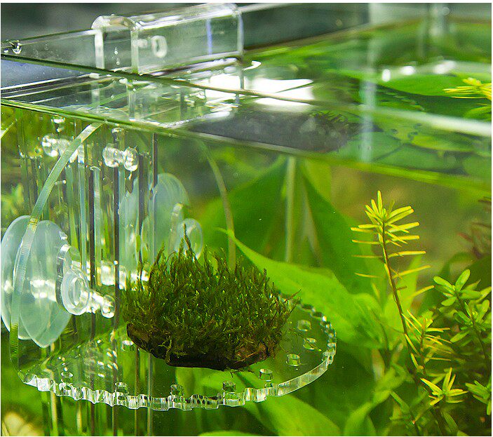 包快递 鱼缸水草种植平台造景用平台佗草平台辣椒榕平台全场