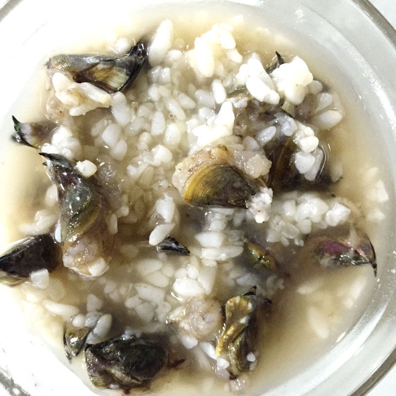 包邮限区宁波象山石浦特产 东海 野生腌制藤壶 雀嘴 1斤  红蛋曲