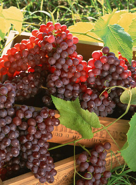 水果海报画 山水海报 风景海报 水果 厨房餐厅客厅装饰画 F2771C