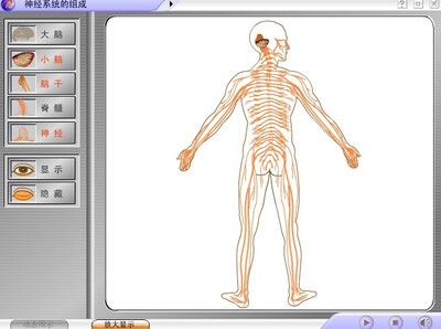 高中生物教育优秀精品flash课件——通过神经系统的调节