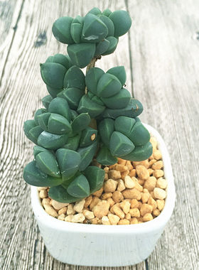 绿植鹿角海棠庭院窗台多肉植物