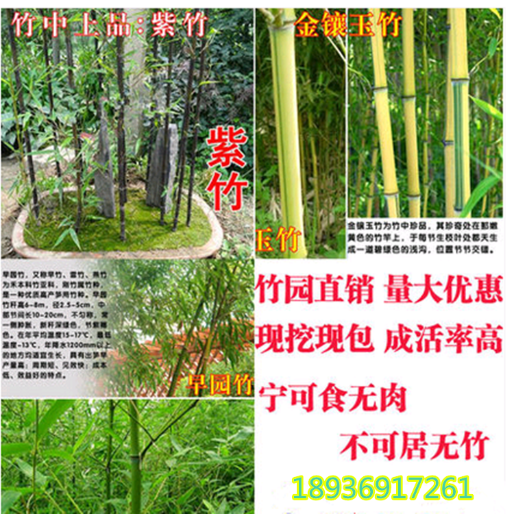 庭院观赏绿化植物大型楠竹早园毛竹紫竹苗青竹苗金镶玉竹子苗盆栽