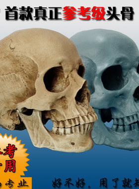 头骨模型静物绘画艺用人体美术
