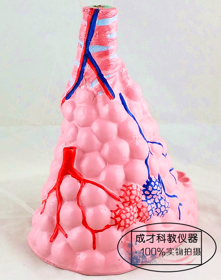 J3306肺泡放大模型人体医学肺泡解剖模型肺部模型教学教学仪器