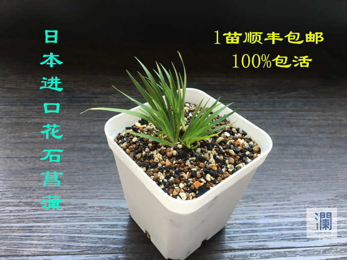 日本进口名贵花石菖蒲 1苗顺丰包邮 100%包活 一物一图 对图发货