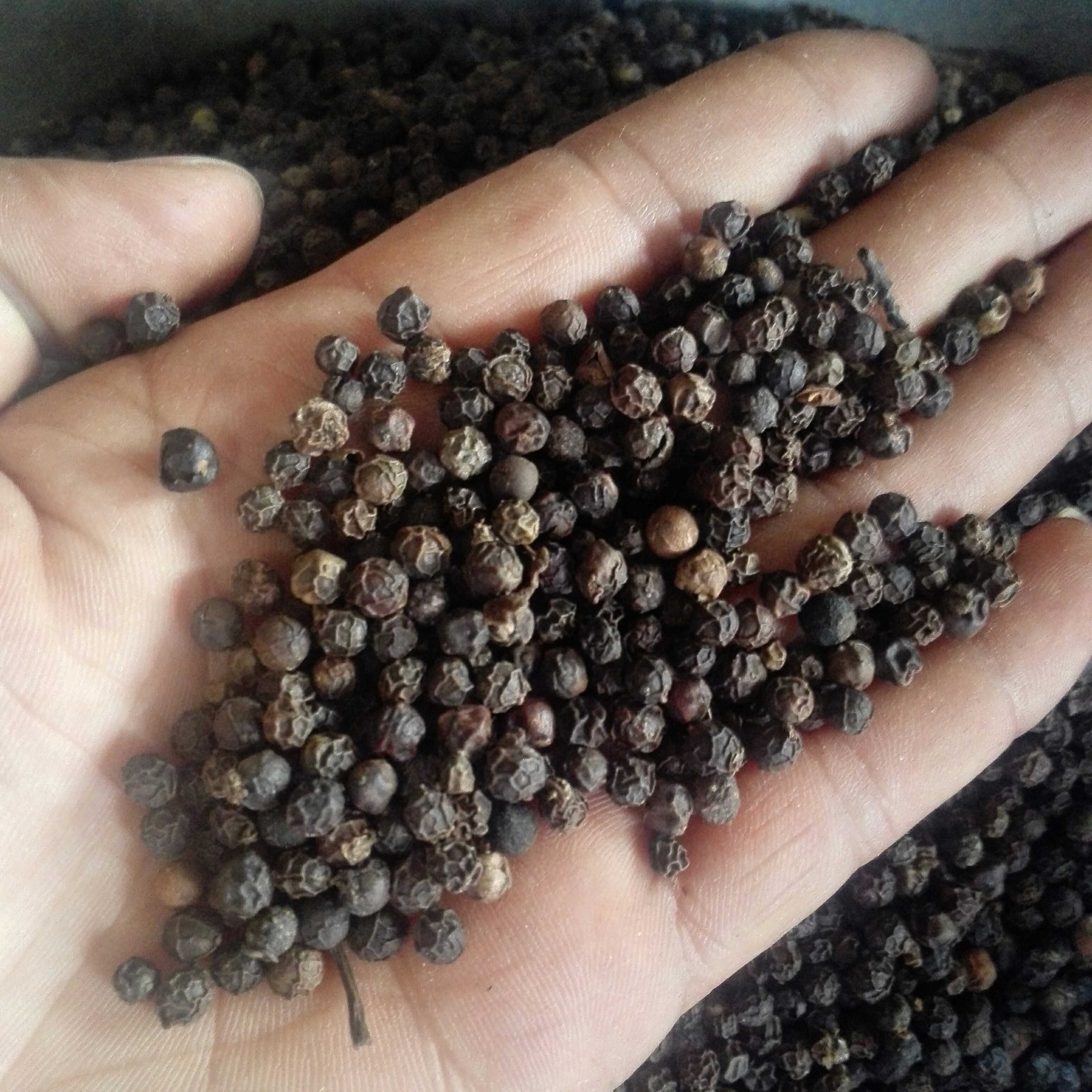 包邮海南特产自种黑胡椒粉粒直销纯正农家精选胡椒粒500g免费打粉