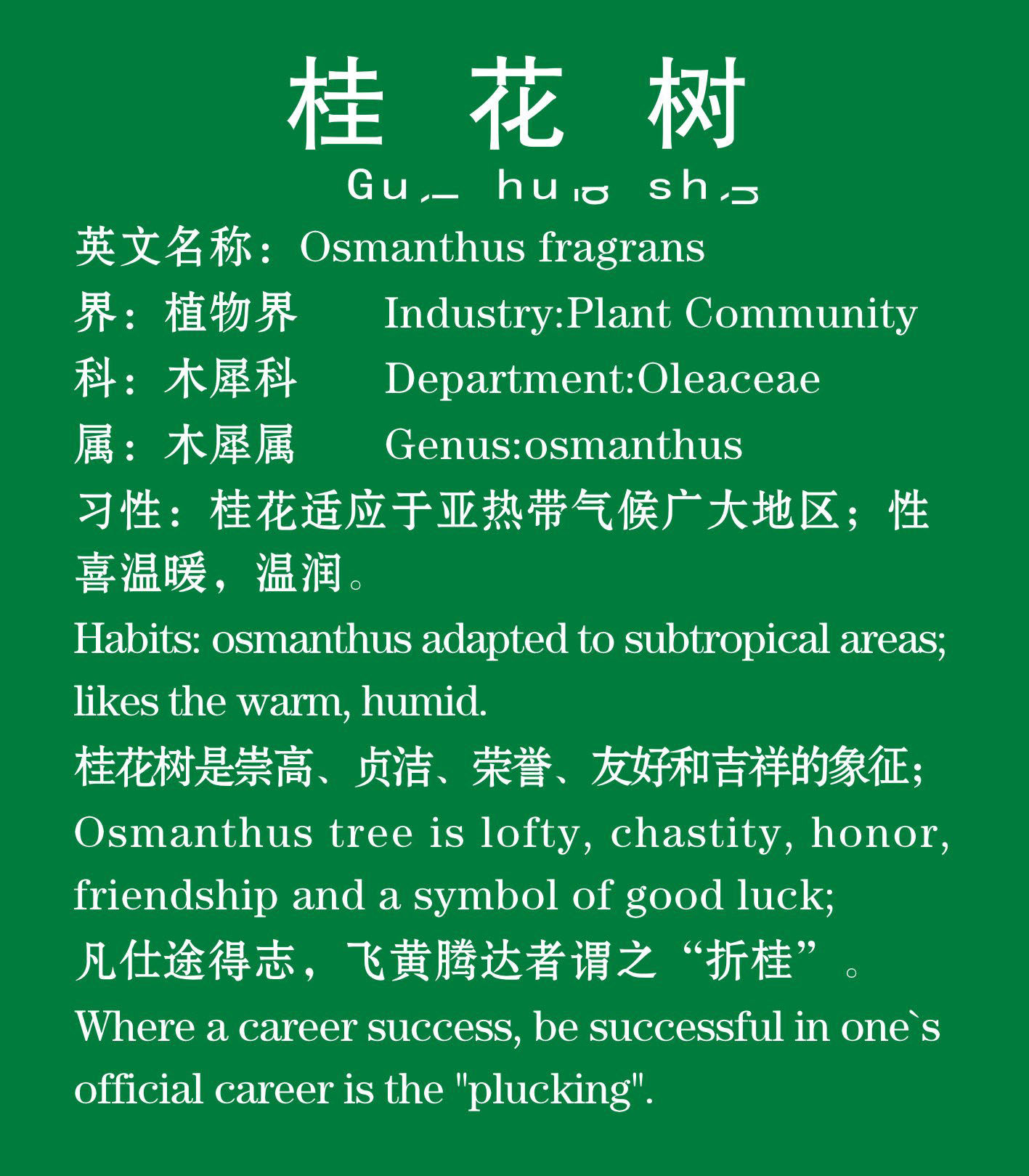 732海报印制写真794幼儿园小学桂花树中英文简介(1)3桂花树的介绍