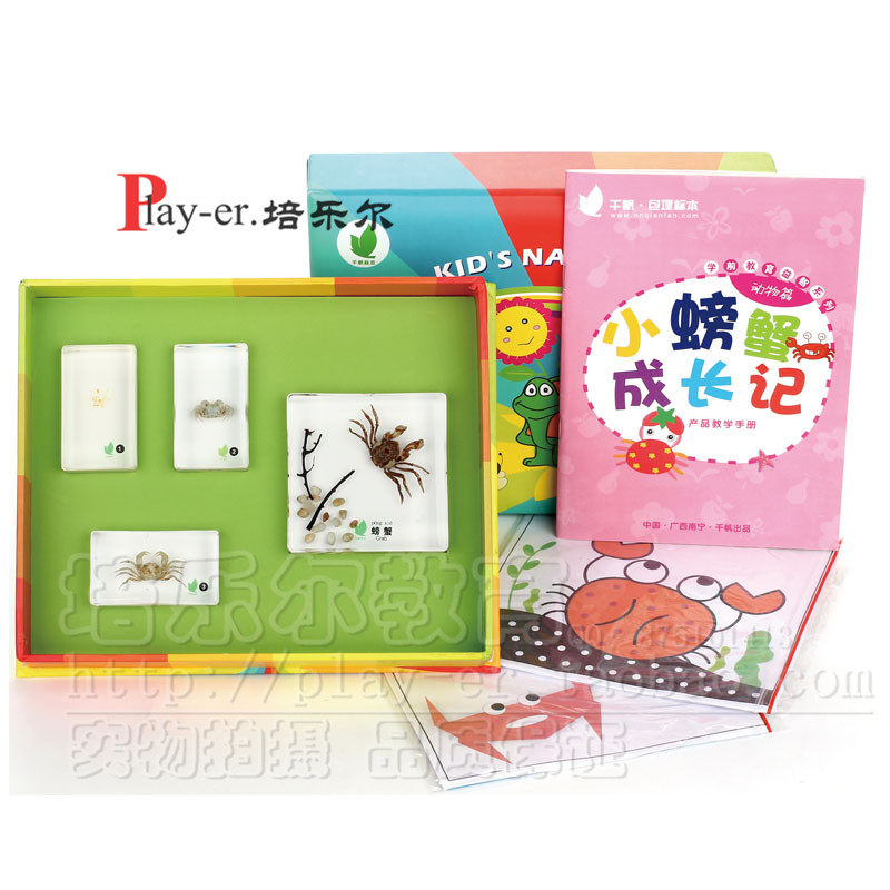 小螃蟹成长记幼儿园儿童科学实验室观察动态4个生长阶段包埋标本
