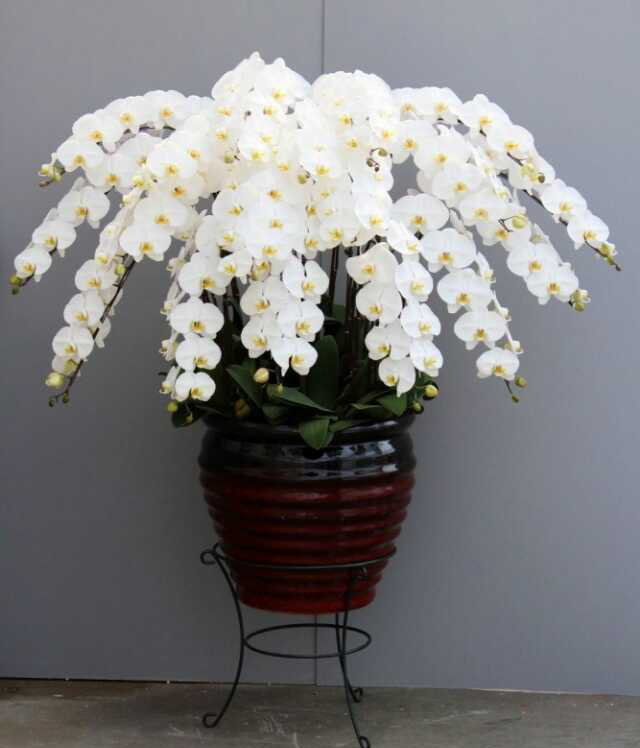 仅配送上海精品定制大形白色蝴蝶兰室内盆栽商务开业升迁年宵花卉
