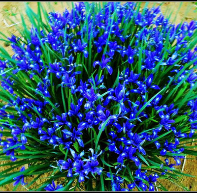 北京园艺花境耐寒耐旱盆栽苗