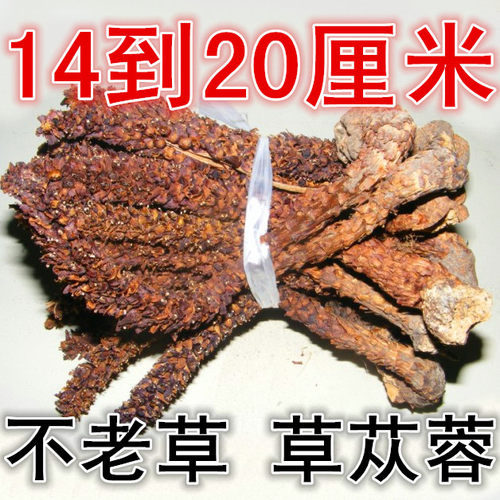 不老草山苞米苁蓉泡酒大兴安岭