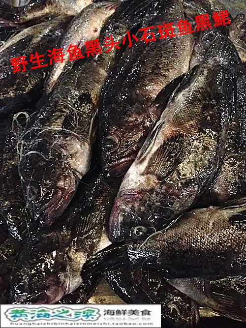 连云港特产海鲜 野生海鱼新鲜黑头 黑石鲈 黑寨 小石斑 黑鲪 鲪鱼